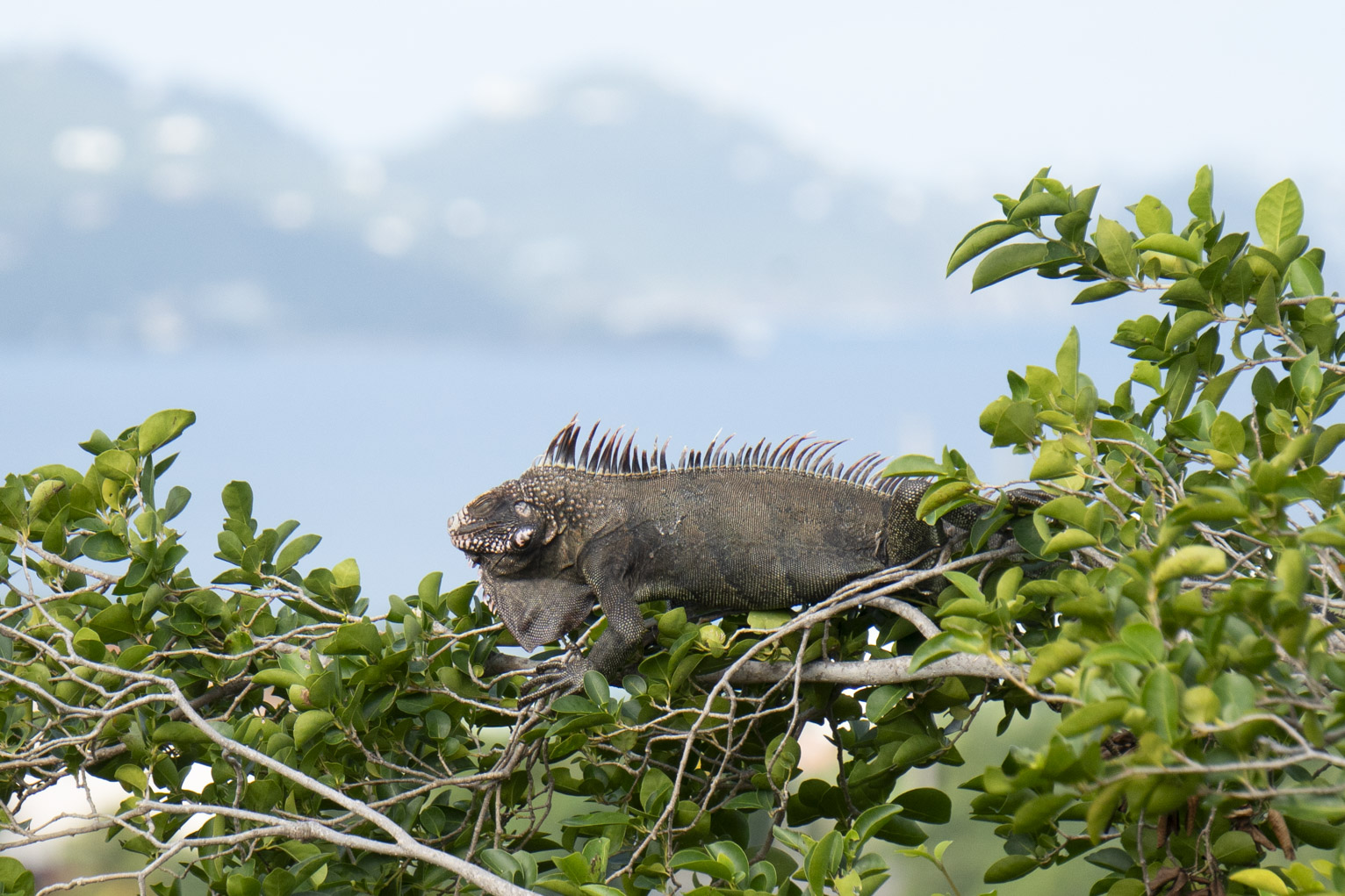 An iguana sunning up in a tree